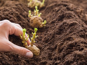 Shutterstock_638970289_potato tubers_kartupeļu bumbuļi.jpg