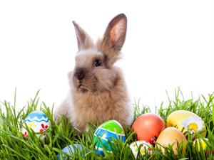 Shutterstock_177074096_easter bunny_lieldienu zaķis.jpg