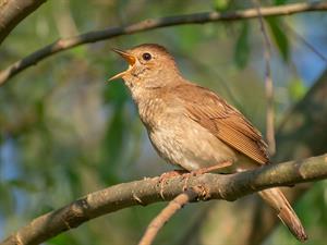 shutterstock_2302748271_nightingale_lakstīgala.jpg