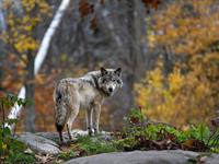 9_3_Shutterstock_1076752976_wolf_vilks.jpg