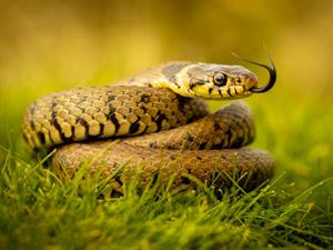 Shutterstock_2311286833_snake_čūska.jpg