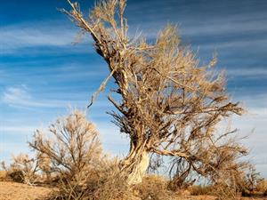 Shutterstock_2287886635_saxaul tree_saksauli.jpg