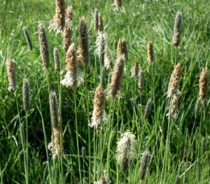 Meadow Foxtail - Alopecurus pratensis 25.05.12  (7).png