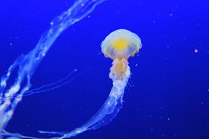 jellyfish-pix.jpg