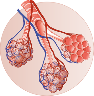 YCUZD_240930_6650_alveoli_alveolas_2.png