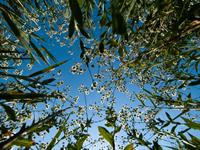 Shutterstock_2555082_flowers in sky_puķes debesīs.jpg