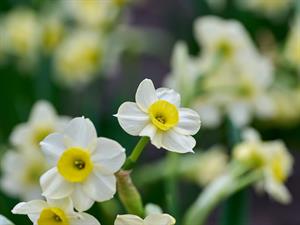 shutterstock_2459001057_daffodils_narcises.jpg