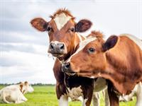 Shutterstock_2207244363_cow_govs.jpg