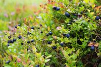 blueberries-1648595_1920.jpg